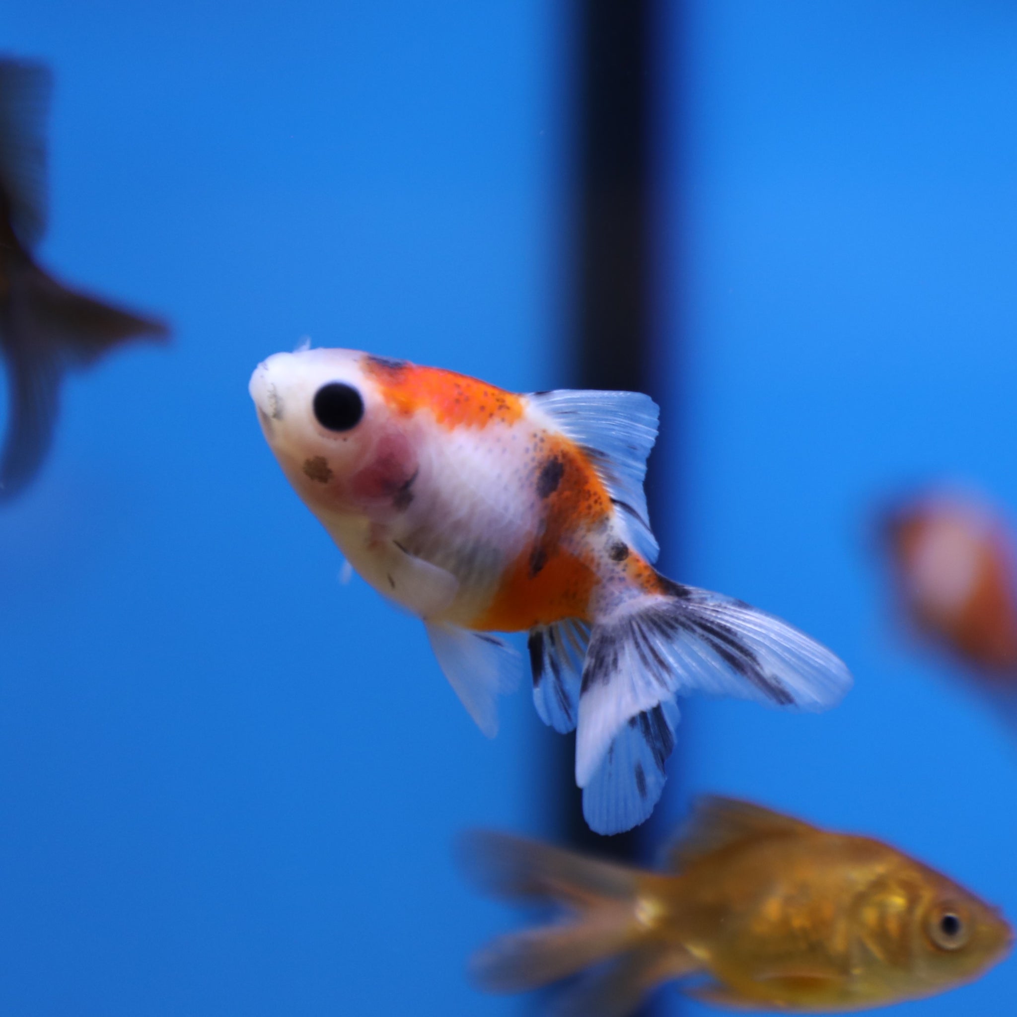Assorted Oranda Assorted Oranda – Pet Paradise - Harvard