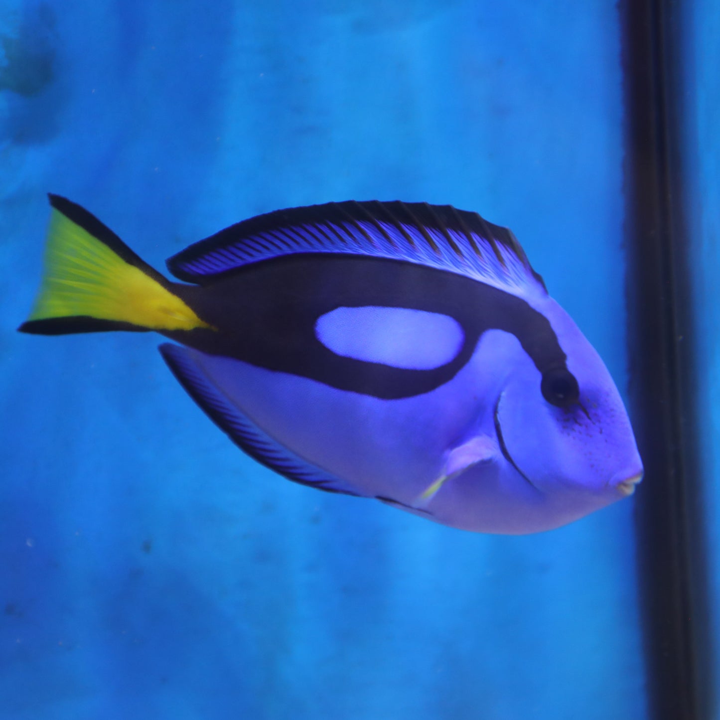 Blue Hippo Tang