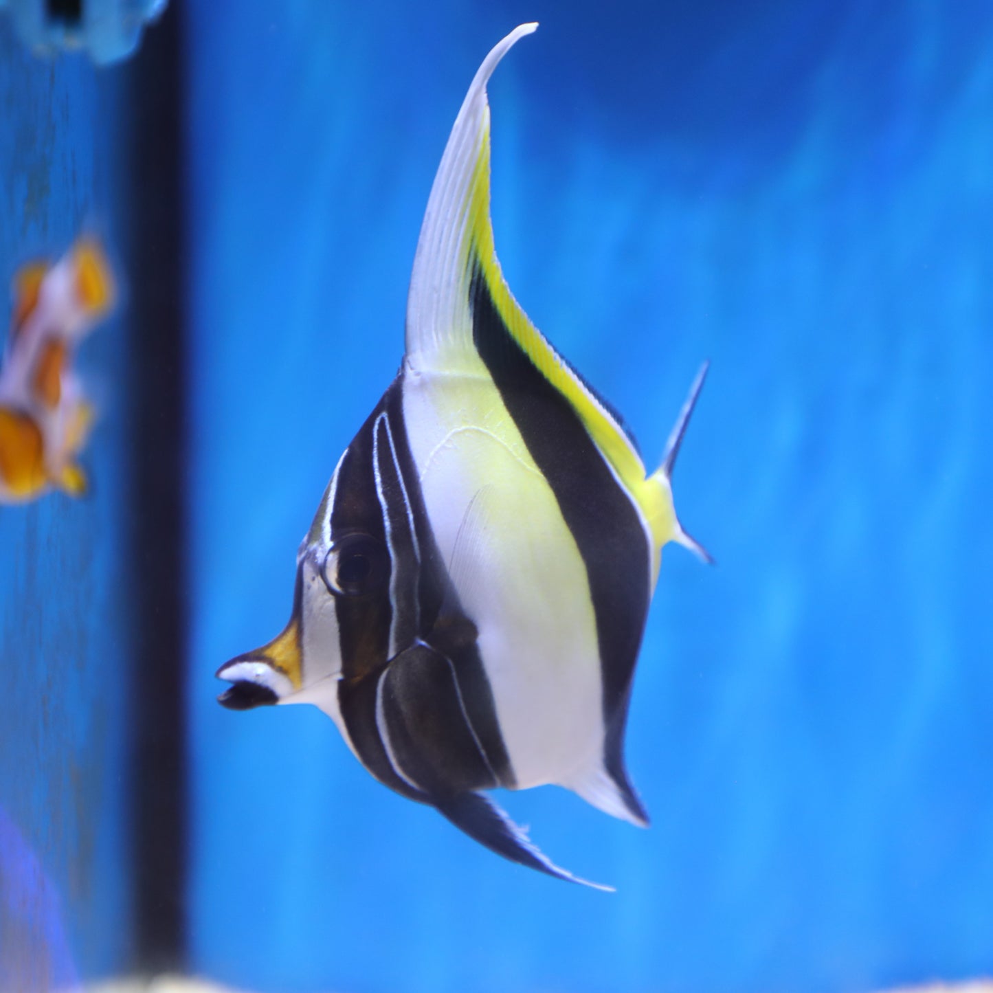 Moorish Idol (Africa)