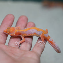 Load image into Gallery viewer, Premium Leopard Gecko
