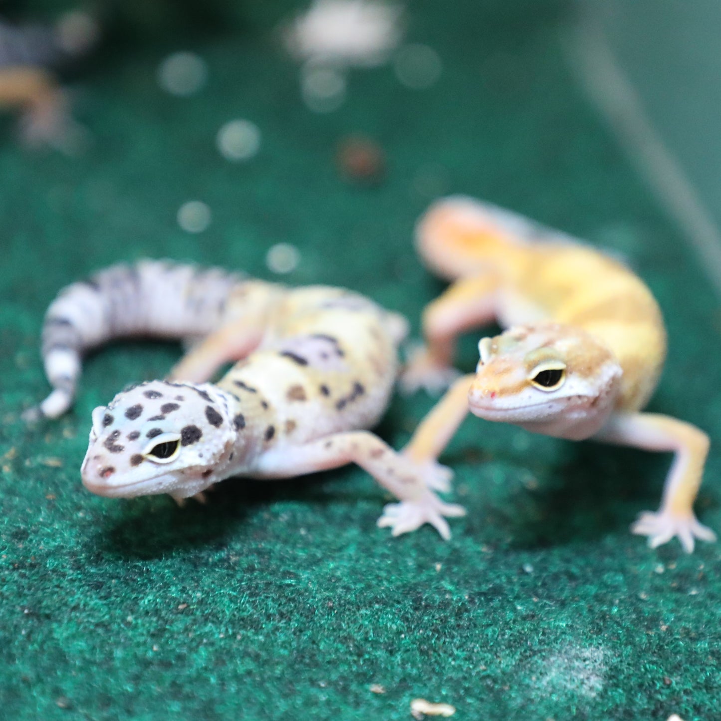 Leopard Gecko, Assorted