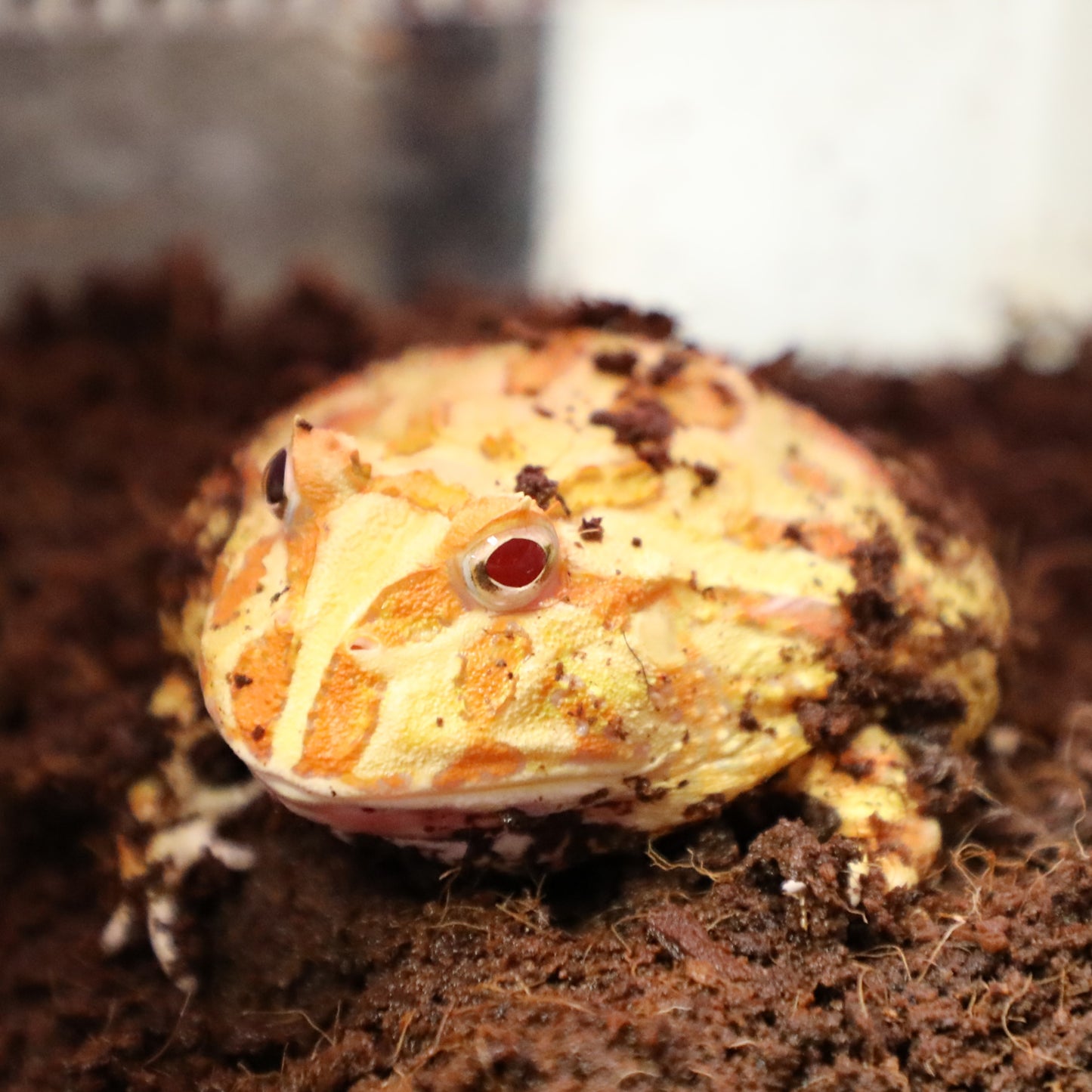 Lemon Lime Albino Pacman Frog