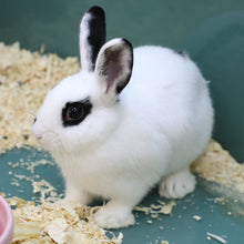 Load image into Gallery viewer, Assorted Bunny
