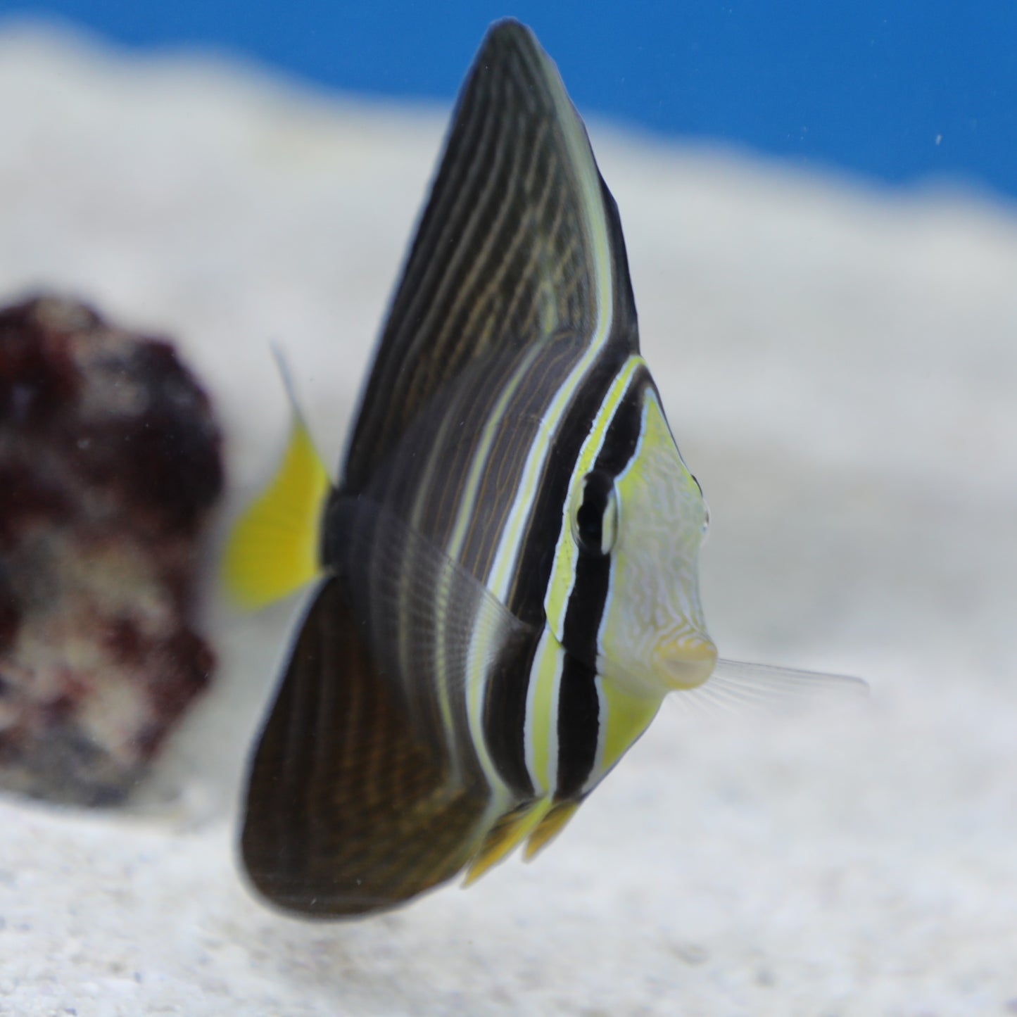 Sailfin Tang