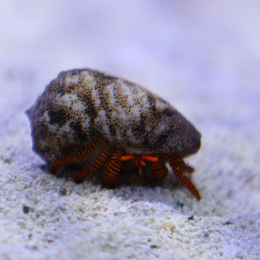 Halloween Hermit Crab