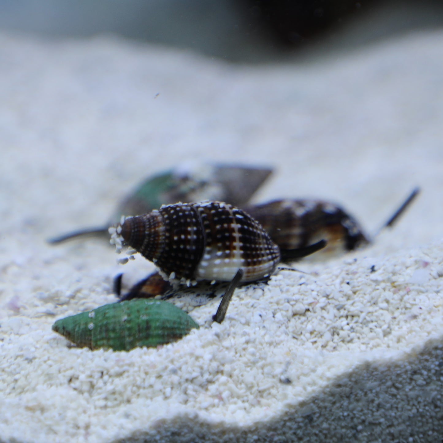 Nassarius Snail