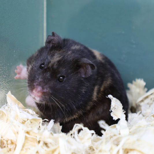 Tortoiseshell Syrian Hamster