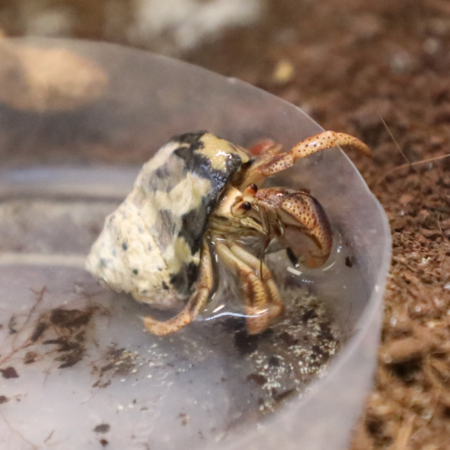 Natural Shell Hermit Crab