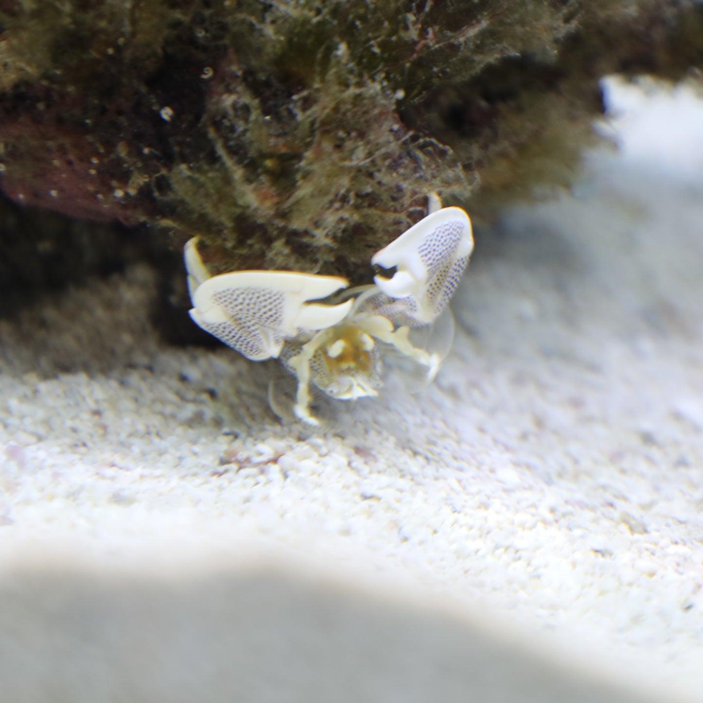 Porcelain Crab