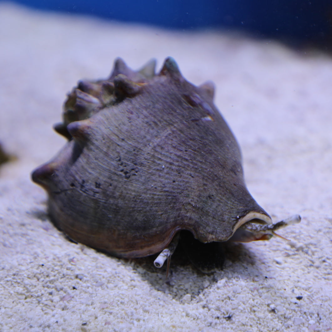 Fighting Conch Snail