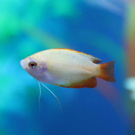 Gold Honey Gourami