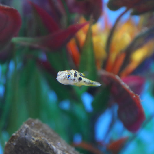 Gold & Green Pea Puffer