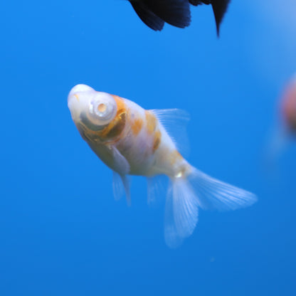 Albino Telescope Oranda