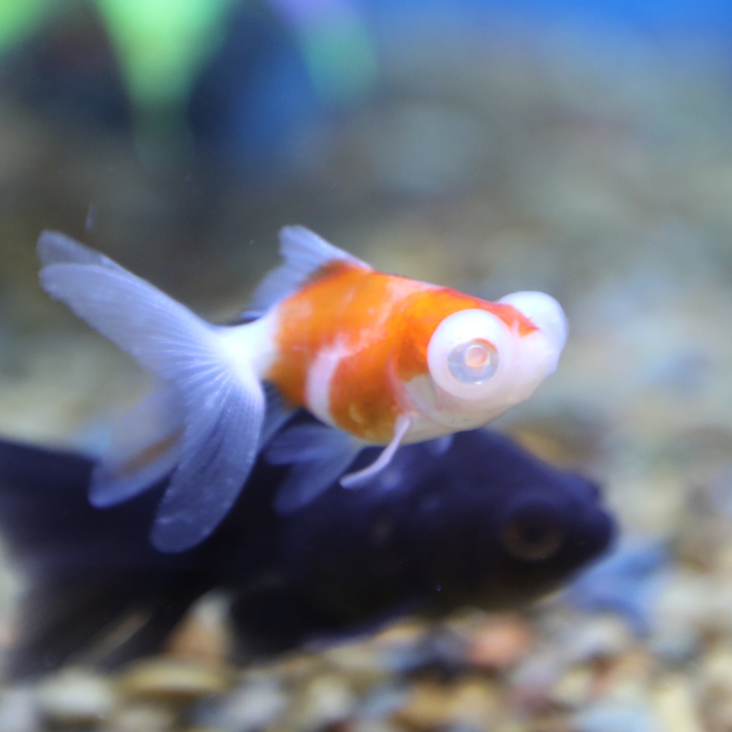 Albino Telescope Oranda