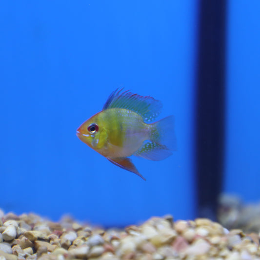 German Balloon Belly Blue Ram