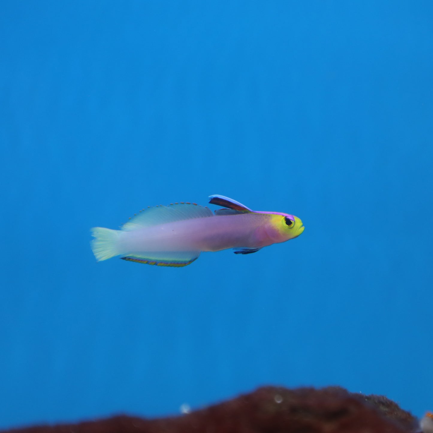 Helfrichi Firefish