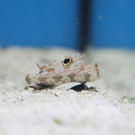 Two Spot Goby