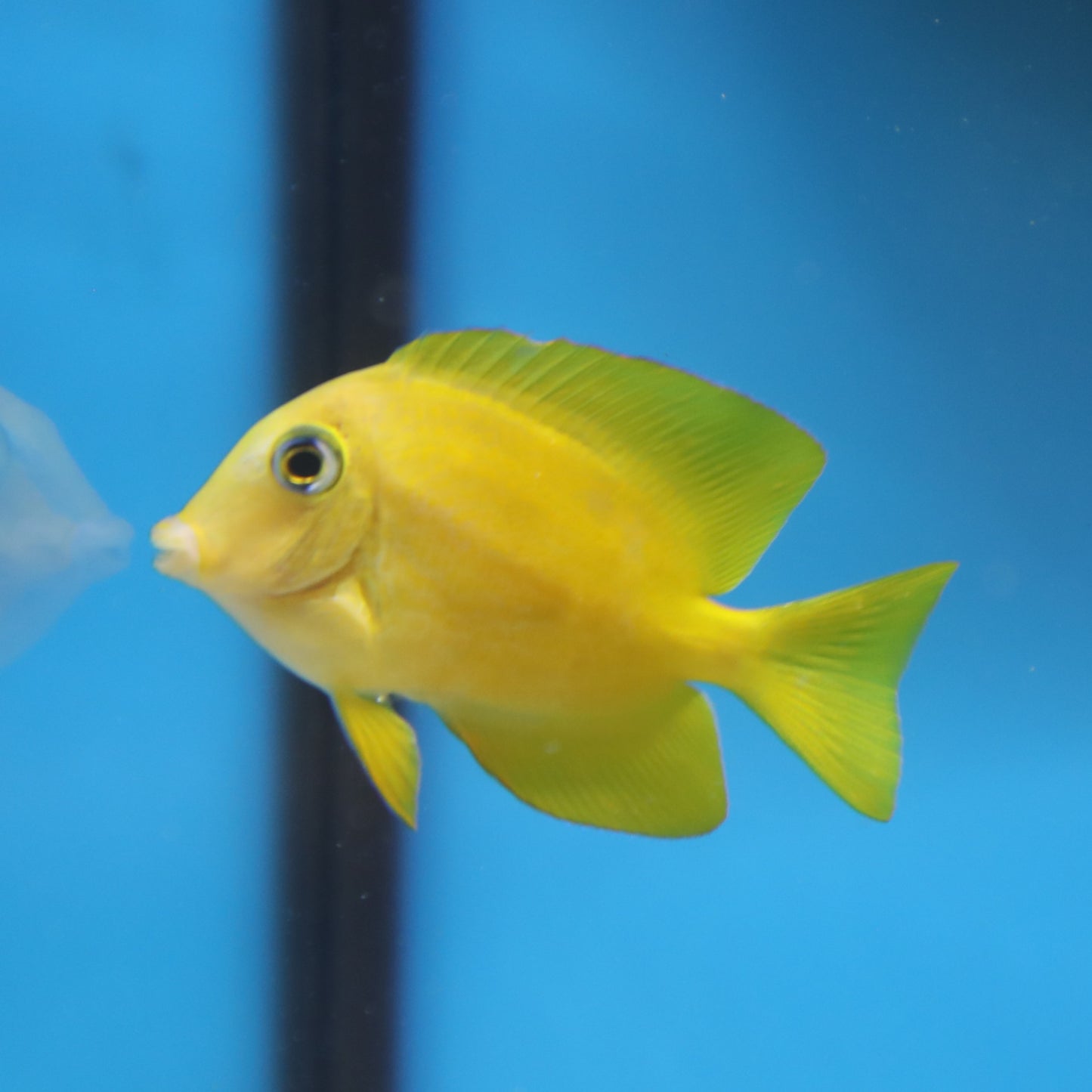 Juvenile Blue Eye Bristletooth Tang