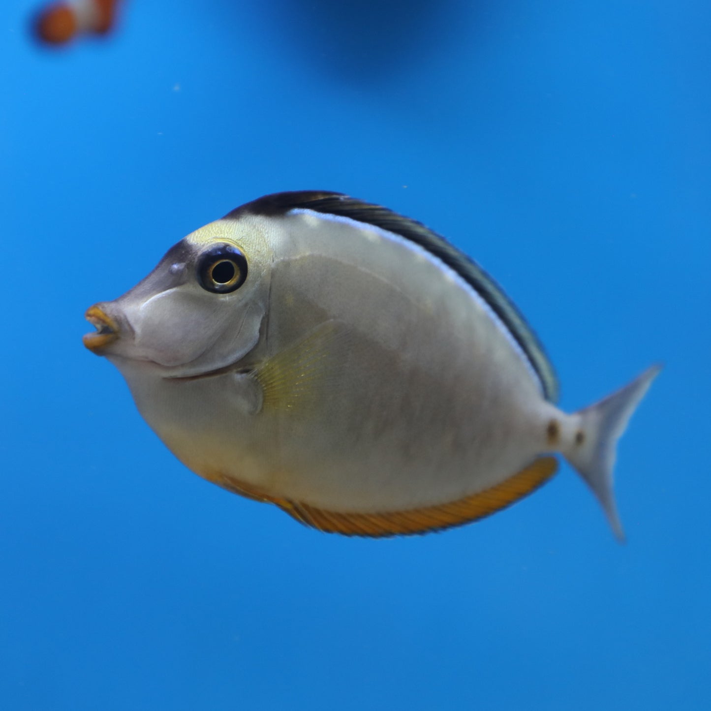 Naso Tang