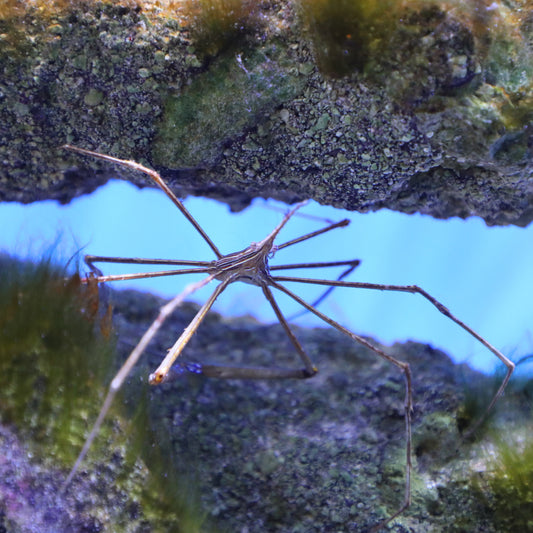 Arrow Crab