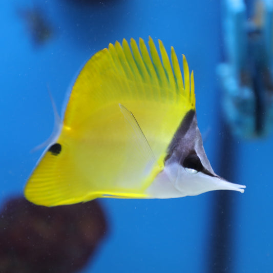 Yellow Longnose Butterfly