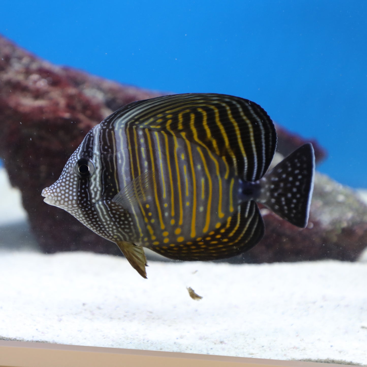 Desjardinii Sailfin Tang