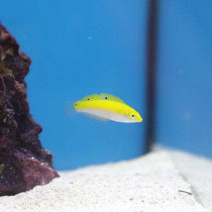 Yellow Coris Wrasse