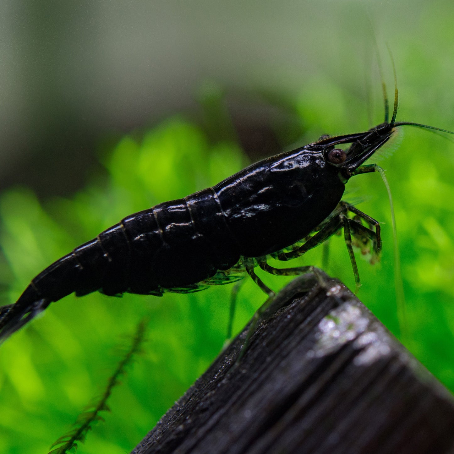 Black Rose Shrimp