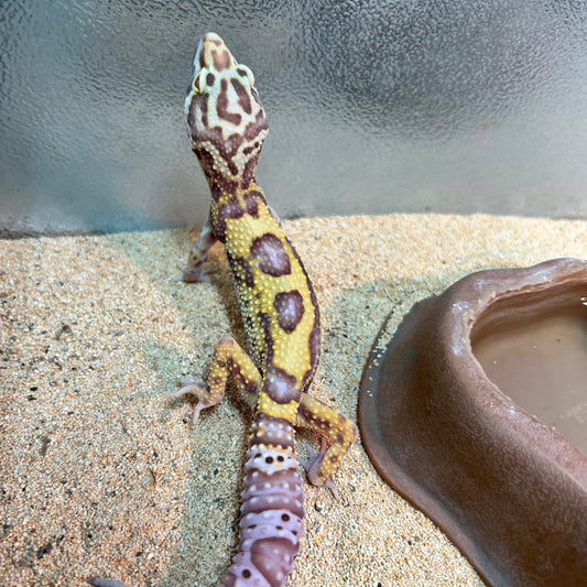 Bell Albino Leopard Gecko
