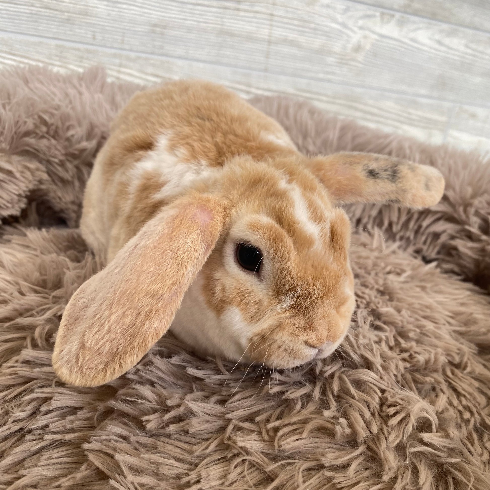 Plush Mini Lop Bunny