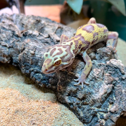 Premium Leopard Gecko - Assorted Morphs