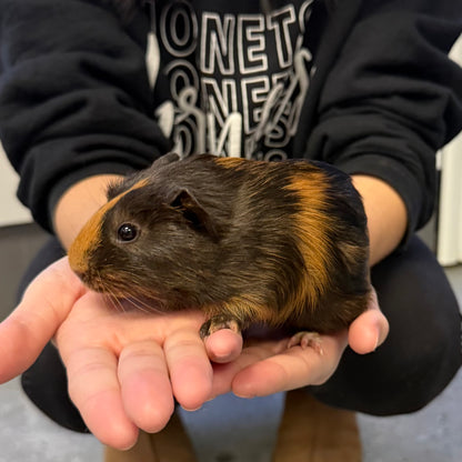 American Guinea Pig Female