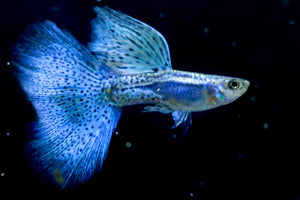 Blue Metallic Guppy