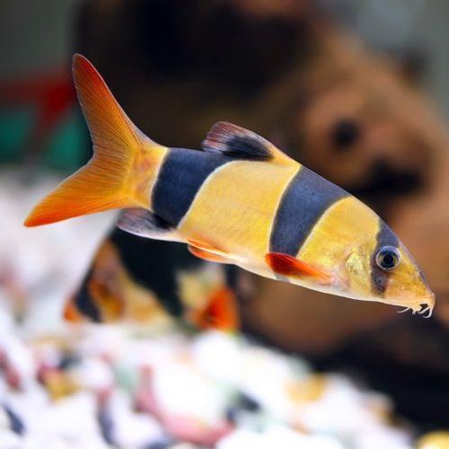 Clown Loach