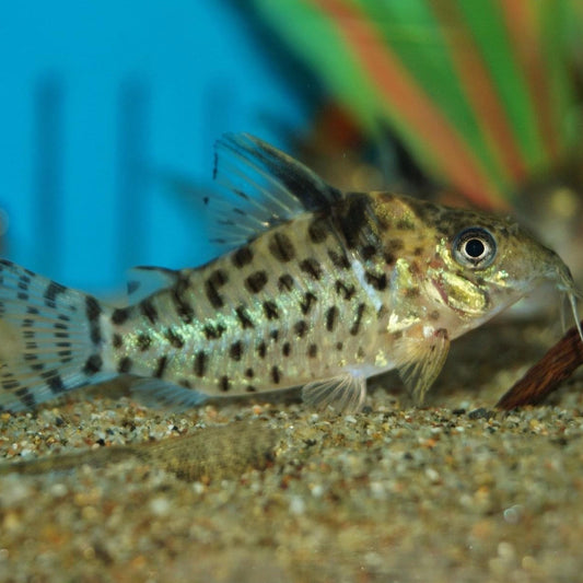 Agassizi Corydoras