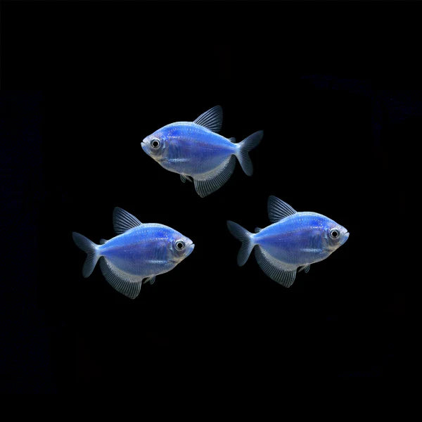 GloFish Tetra