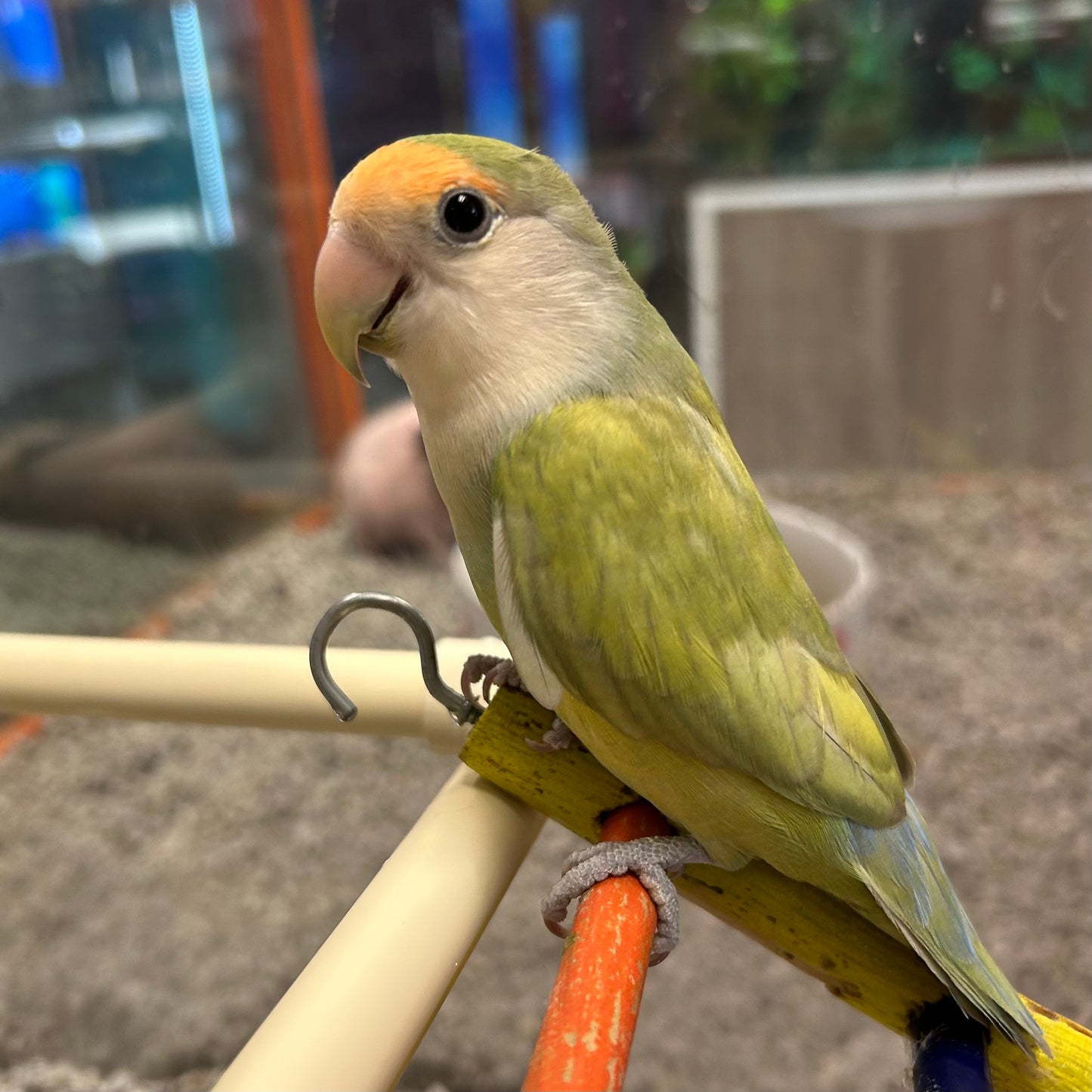 Assorted Lovebird