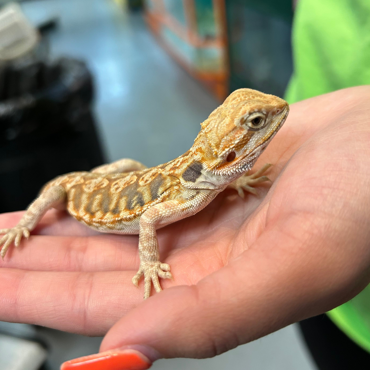 Bearded Dragon