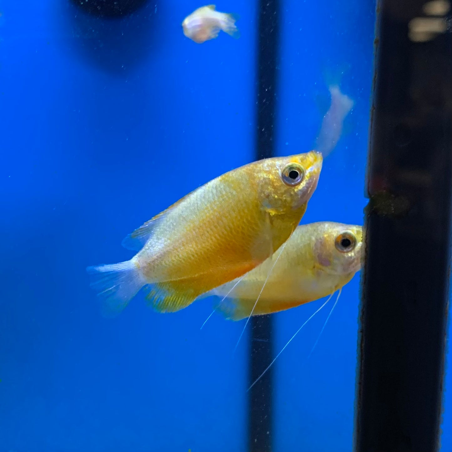 Sunset Thicklip Gourami