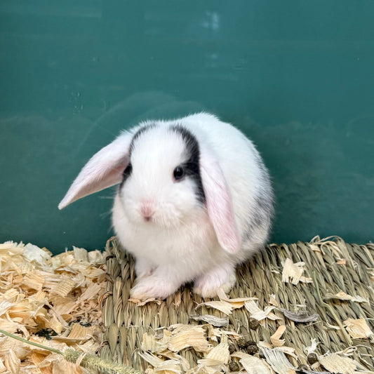 Mini Lop Bunny