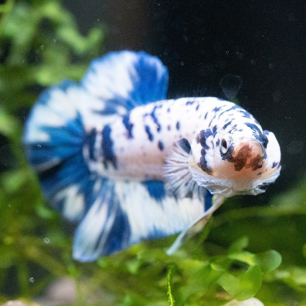 Marble Blue Roundtail  Male Betta