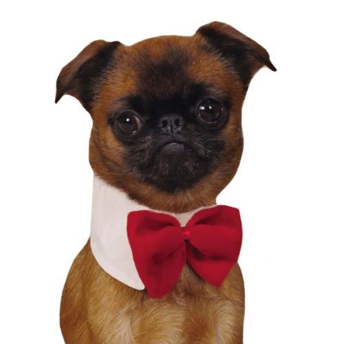 Dapper Dog Red Bowtie