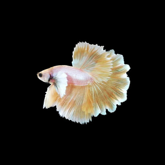 Halfmoon Dumbo Betta