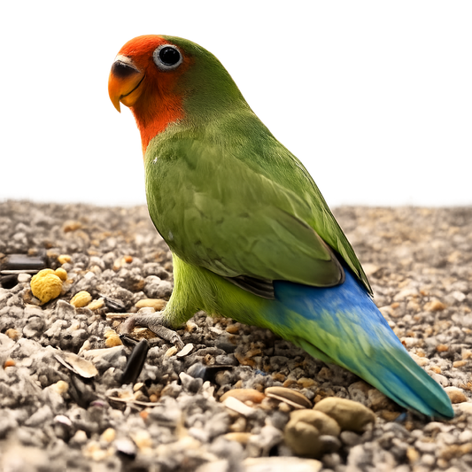 Assorted Lovebird