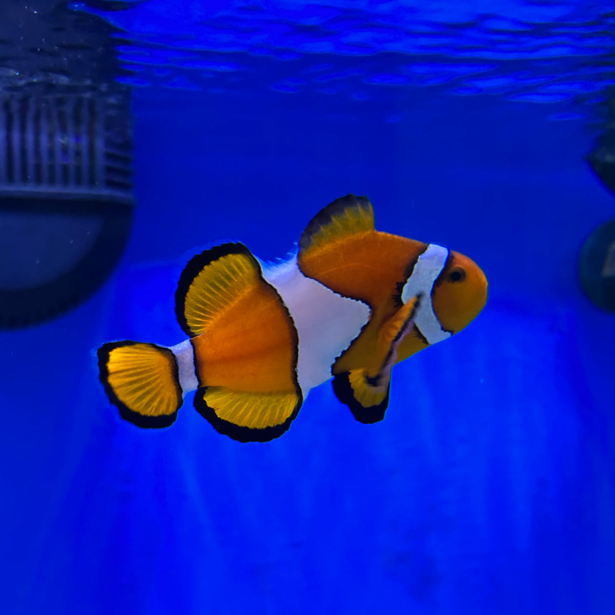 Ocellaris Clownfish