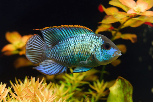 Electric Blue Acara