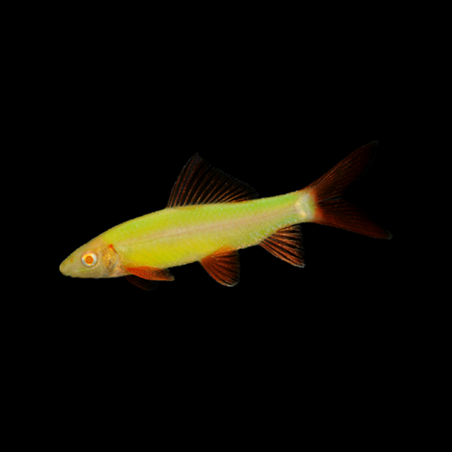 GloFish Shark