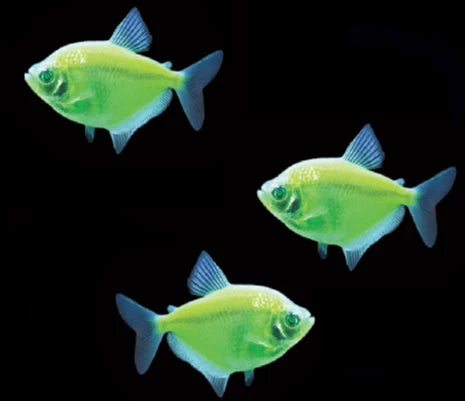 GloFish Tetra