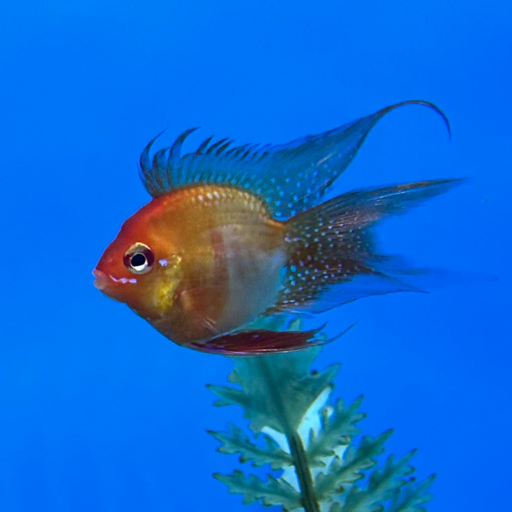 Red Longfin Balloon Ram