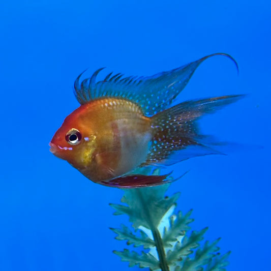 Red Longfin Balloon Ram